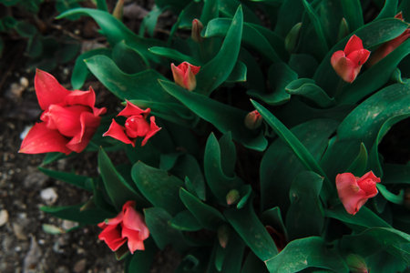Red tulips grow in a flower bed. Plant care and gardening at home. Hobbies for pensioners and...