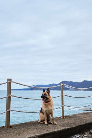 Shepherd dog sits on the pier against the blue sea and poses beautifully. German shepherd on the...