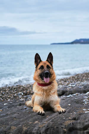 Shepherd dog in a beautiful red leather collar lies on a rocky beach and poses. Walking with a dog in nature. German shepherd on the beach.の写真素材