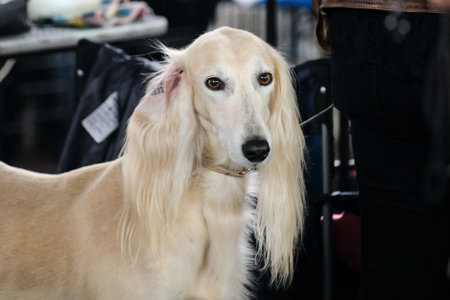 Greyhound saluki light color close-up. A beautiful hunting fast dog with long white ears. Portrait of a thoroughbred dog from a dog show close-up.の写真素材