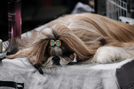 A Shih tzu with long, silky hair and a green bow on top of her head lies asleep on a grooming table. Portrait of a thoroughbred dog from a dog show close-up.の写真素材
