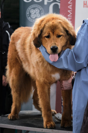 The Buryat Mongolian wolfhound of red color stands with its tongue out and embraces its owner. Purebred dog at the exhibition before the show.の写真素材
