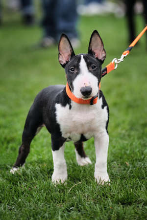 Russia, Krasnodar April 18, 2021-Dog show of all breeds. Miniature bull terrier puppy of black and white color in an orange collar and on leash walks on the green grass and enjoys life.のeditorial素材