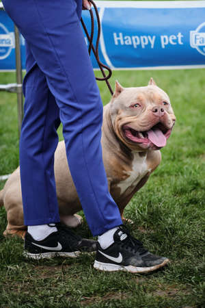 Russia, Krasnodar April 18, 2021-Dog show of all breeds. Light gray funny American bully. The American Bully puppy sits near the owner's leg and smiles a big smile.のeditorial素材