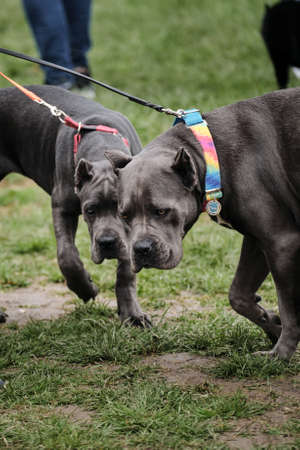 Russia, Krasnodar April 18, 2021-Dog show of all breeds. An adult and a puppy of the Italian cane Corso next to the owners. Two gray cane corso are waiting before ring show.のeditorial素材