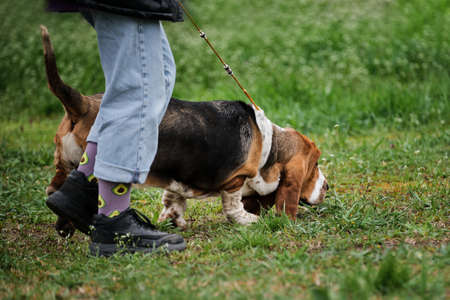 Russia, Krasnodar April 18, 2021-Dog show of all breeds. A large dog with short legs and long red ears. Basset Hound on walk with his headmaster in park walks and sniffs the green grass in clearing.のeditorial素材