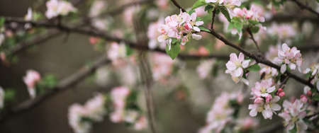 Flowers are blooming on tree branch. Blooming apple tree close up and delicate creamy blurred...