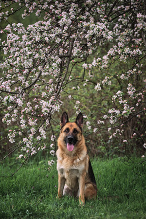 German Shepherd black and red color and blooming gardens. Portrait of domestic dog in luxurious white and pink flowers blooming in spring on fruit trees. Cherry blossoms and apple trees.の写真素材