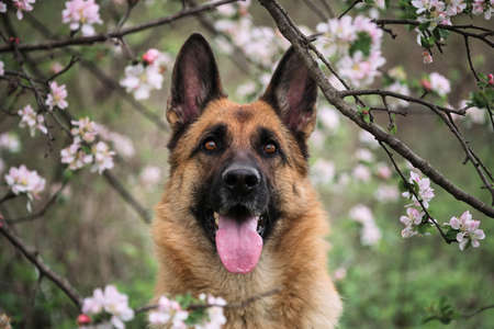 German Shepherd black and red color and blooming gardens. Portrait of domestic dog in luxurious white and pink flowers blooming in spring on fruit trees. Cherry blossoms and apple trees.の写真素材