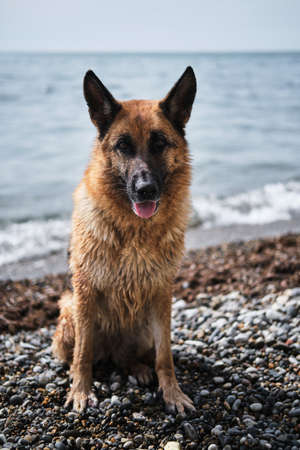 Red and black beautiful German Shepherd dog sits on pebble beach against background of blue sea and clear sky. Charming purebred wet dog near pond sits happy and smiles.の写真素材