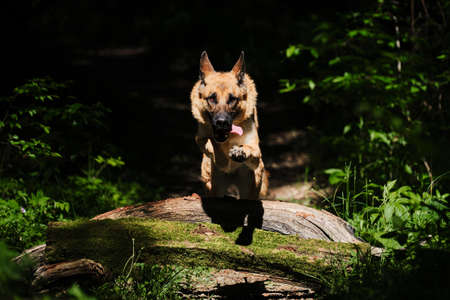 Black and red German Shepherd jumps over log in forest with its tongue out and its front paws outstretched for balance. Active walks running and jumping with purebred dog in park.の写真素材