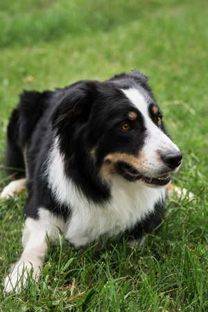 Charming black and white red tricolor border collie lies in park on green grass, looks carefully and smiles. British shepherd dog lies waiting. Smartest dog breed in the world.の写真素材