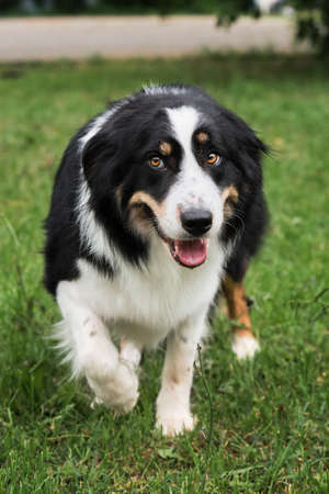 Charming black and white red tricolor border Collie took shepherds pose. British shepherd dog sneaks in and starts herding. Smartest dog breed in the world.の写真素材