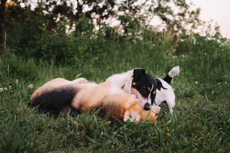 Two small purebred dogs play in park on green meadow. Welsh corgi Pembroke Tricolor and black and white smooth haired Jack Russell Terrier play in grass bite and have fun together.の素材 [FY310169984919]