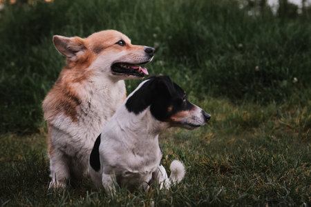 Pembroke Tricolor Welsh Corgi and black and white smooth haired Jack Russell Terrier sit in green...