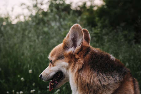 Welsh corgi Pembroke tricolor sits on background of green grass portrait in profile close up. Walking with dog in nature. The worlds smallest shepherd dog.の写真素材