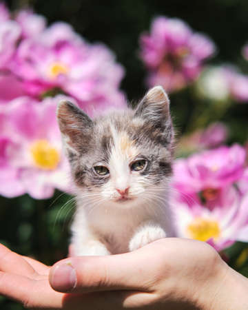 Human holds kitten against background of bright pink flowers in garden. Mixed breed kitten in search of new home and family. Charming young tricolor cat with big kind eyes.の写真素材