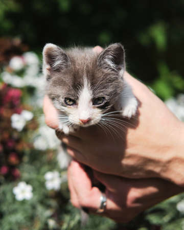 Man holds kitten in his hands against background of green bushes in garden. Mixed breed kitten in search of new home and family. Charming young fluffy gray and white cat with big intelligent eyes.の写真素材