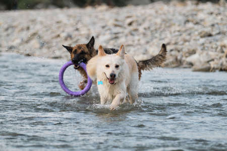 German shepherd with blue ring in its mouth and half breed of white Swiss are best friends cooling...