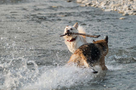 Dogs are playing with stick in the water. Two dogs are having fun by river on warm summer evening....