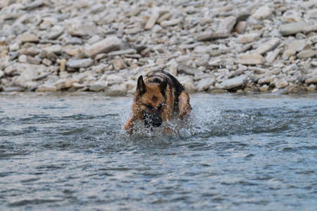 German Shepherd is playing in river and trying to grab water with its mouth, lowering head down and...