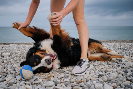 Bernese Mountain Dog lies on its back on pebble beach against background of blue sea and smiles with wide smile sticking out its tongue. Girl holds paws of her dog and have fun together.の写真素材