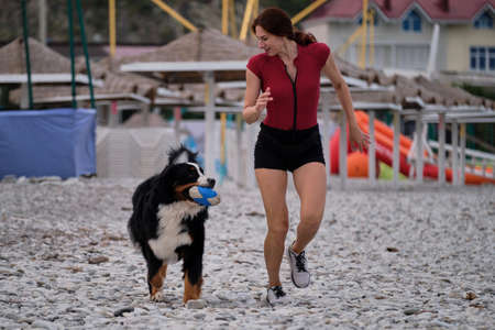 Caucasian red haired woman in sneakers and shorts with Bernese Mountain dog with ball in mouth run quickly and actively along pebble beach. Sports with large dog on warm summer morning.の写真素材