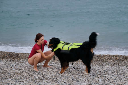Young pretty Caucasian red haired girl puts life jacket on dog before swimming in sea. Bernese...