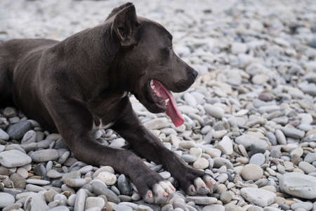 Portrait of American pit bull terrier in close up. Beautiful family and friendly dog breed....