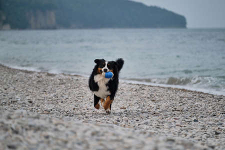 Charming Bernese Mountain Dog spends its vacation by sea and enjoys life. Dog runs along pebble...