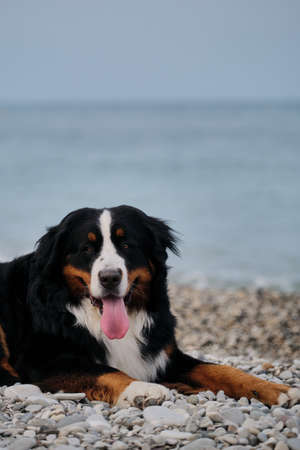 Charming Bernese Mountain Dog spends its vacation by sea and enjoys life. Dog is lying on beach and...