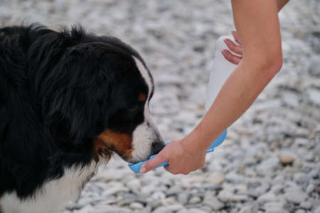 Bernese Mountain Dog drinks water from bottle and quenches its thirst. Owner gives his dog drink of...