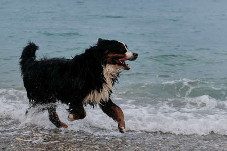 Bernese Mountain Dog runs on pebble beach and enjoys life. Active and energetic walk with dog in...
