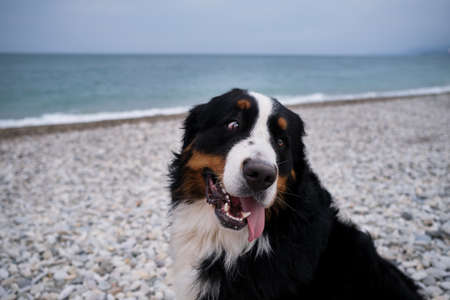 Charming Bernese Mountain Dog spends vacation by sea, close up portrait. Dog on vacation looks carefully with pleasure sticking out his tongue. Portrait of fluffy mountain dog.の写真素材