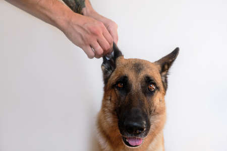 Human cleans dogs ears with cotton swab at home. Owners hands with tattoo take care of the pets health. Clean ears of German Shepherd. White minimalistic horizontal background for advertising.の写真素材