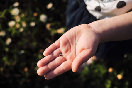 Child holds small wild snail in its shell in palm of hand. Unusual charming childrens find in nature. Shell with mini snail in hand macrophotograph.の写真素材