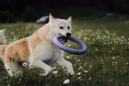 Half breed white Swiss shepherd runs through chamomile field at sunset and holds blue toy dog ring in its teeth. Mix breed dog runs fast and actively plays energetically.の写真素材