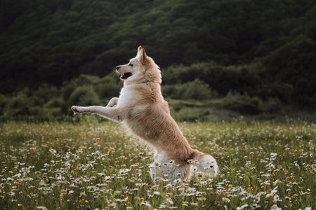 Half breed of white Swiss shepherd jumps high up on green chamomile field. Dog walks in park in...
