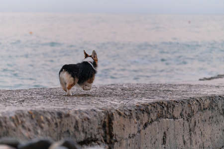 Pembroke tricolor Welsh corgi runs merrily along pier in morning against background of blue sea. Smallest Shepherd in world. Walking puppy in nature in morning.の写真素材