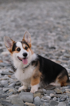 Teen black Welsh corgi pembroke is sitting on pebble beach and enjoying life with his tongue sticking out. Charming miniature shepherd is resting after long walk in morning.の写真素材