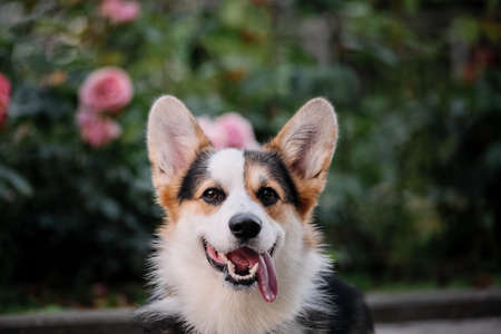 Portrait of beautiful corgi against background of pink roses and green thickets of various plants....