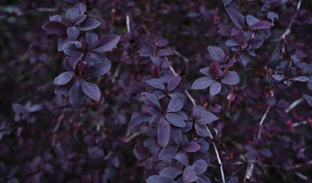Minimalistic background of garden plants. Rose leaves of a home garden ornamental plant close-up. A...