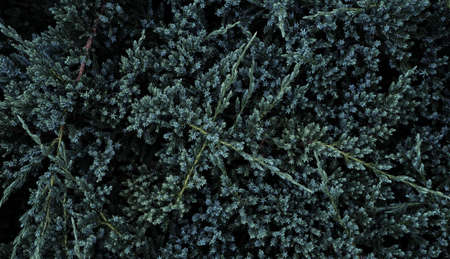 Minimalistic background with evergreen thorns. Juniper bush with branches close-up. Dark green prickly needles. An ornamental plant.の写真素材