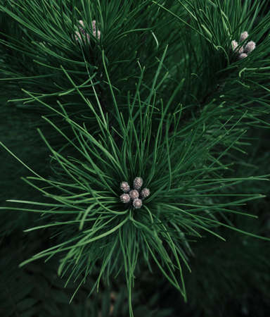 Pine branch close-up. An evergreen prickly coniferous tree. Grow pine trees at home in the garden. A...