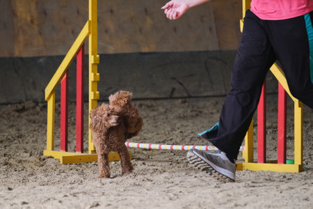 Charming red haired toy poodle runs at agility competitions next to its owner. Contact and trust between dog and person in sports. The pet jumps over the barrier.の写真素材