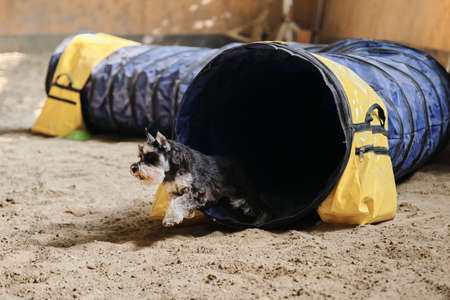 Speed and agility, sports with dog. Agility competitions. Black and tan Miniature Schnauzer dog runs out of tunnel and sand flies from under its paws.の写真素材