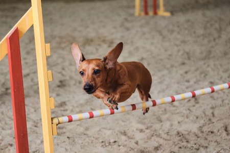 Red color short haired dwarf dachshund runs fast and jumps high over barrier at agility competitions. Very active and energetic breed. Speed and agility, sports with dog.の写真素材