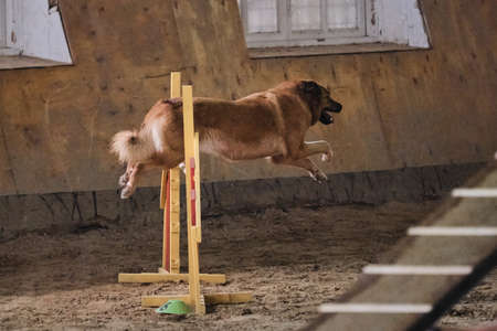 Beautiful red haired mongrel runs fast and jumps high over barrier at agility competitions. Large dog of mixed breed. Speed and agility, sports with dog.の写真素材