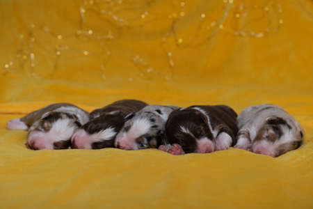 Aussie five children are lying together and sleeping. Litter of newborn adorable Australian Shepherd puppies on yellow soft blanket. Bokeh from warm garland in background.の写真素材
