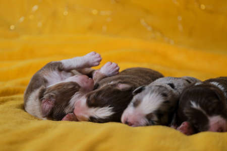 Aussie Four pups are lying together and sleeping. Litter of newborn adorable Australian Shepherd puppies on yellow soft blanket. Bokeh from warm garland in background.の写真素材